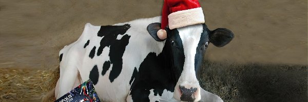 Krowa, Boże Narodzenie