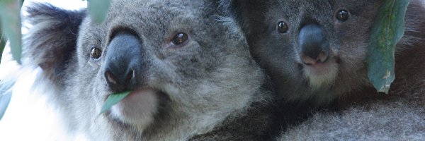 Koala, Misie, Dwa