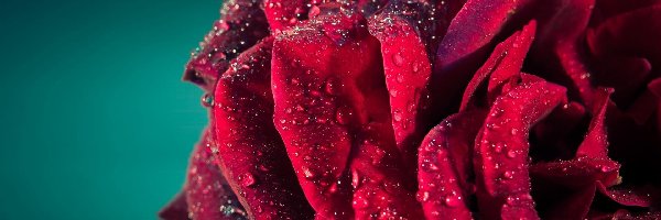 Róża, Deszczu, Krople, Czerwona