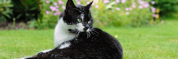 Trawa, Kot, Czarno-biały