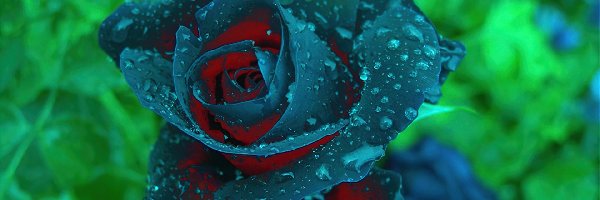 Deszczu, Krople, Róża