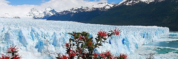 Argentyna, Góry, Drzewa, Perito Moreno, Lodowiec, Prowincja Santa Cruz, Park Narodowy Los Glaciares