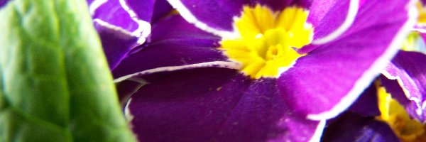 Prymula, Kwiat, Fioletowy
