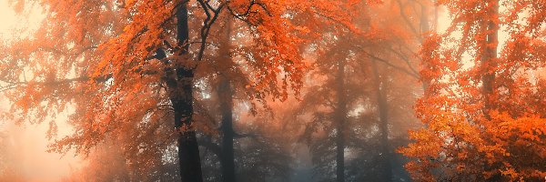 Drzewa, Jesień, Mgła, Las