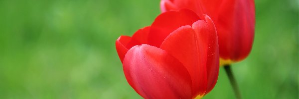 Tulipany, Czerwone, Dwa