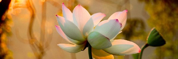 Kwiat Lotosu, Biały