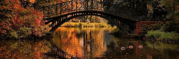 Rzeka, Most, Kaczki, Jesień
