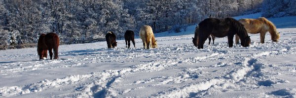 Konie, Zasypane, Zima, Pastwisko, Śniegiem