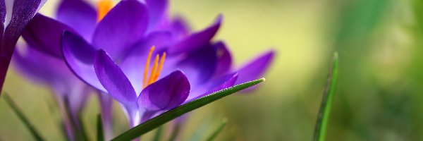 Krokus, Wiosna, Kwiat, Fioletowy