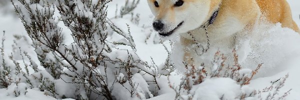 Śnieg, Akita, Zima, Piesek