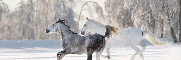 Las, Konie, Śnieg, Zima