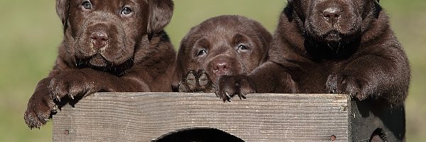 Labradory, Małe, Trzy