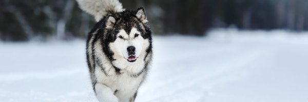 Śnieg, Alaskan malamute, Pies