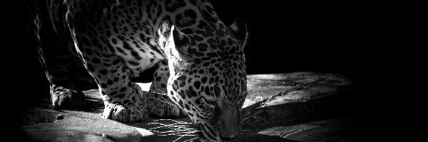 Czarno-Białe, Jaguar