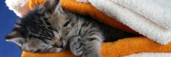 Mały, Ręczniki, Kotek, Śpiący