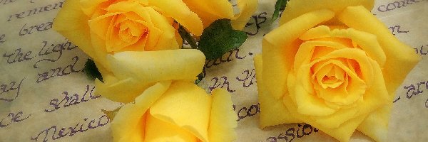 Zapisana, Róże, Żółte, Kartka, Trzy, Kwiaty