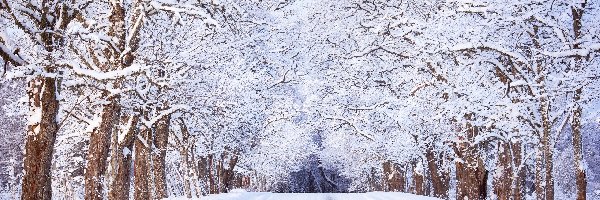 Drzewa, Śnieg, Droga, Zima