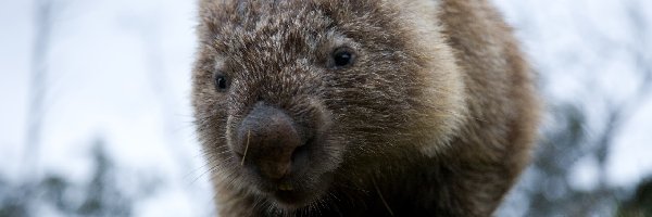 Wombat, Mały