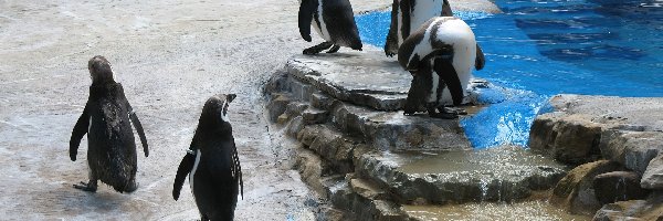 Zoo, Pingwiny