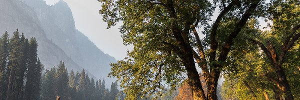 Drzewa, Jelenie, Park Narodowy Yosemite, Stan Kalifornia, Stany Zjednoczone, Droga, Jesień, Dolina Yosemite Valley, Góry
