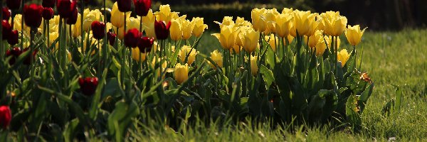 Tulipany, Czerwone, Żółte