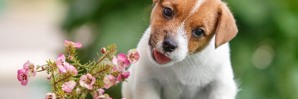 Słodki, Kwiaty, Szczeniaczek, Jack Russell Terrier