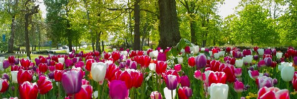 Drzewa, Tulipany, Park