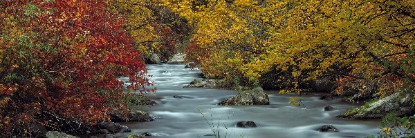 Rzeka, Drzewa, Kamienie, Jesień