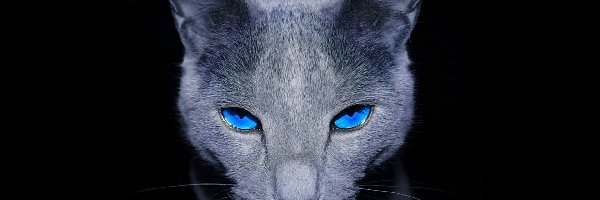 Spojrzenie, Oczy, Niebieskie, Kot
