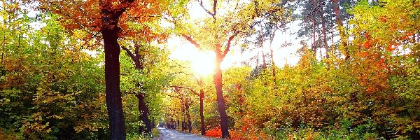 Światło, Drzewa, Krzewy, Jesień, Kolorowe, Droga