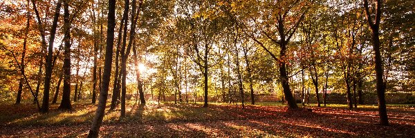 Jesień, Promienie słońca, Drzewa, Park