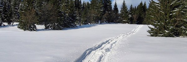 Koleiny, Śnieg, Las