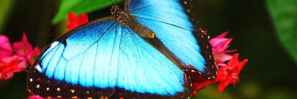 Motyl, Liście, Kwiaty, Niebieski