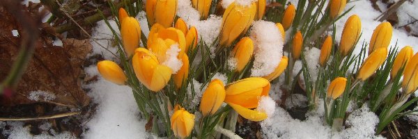 Krokusy, Kwiaty, Śnieg