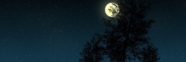 Drzewa, Noc, Księżyc