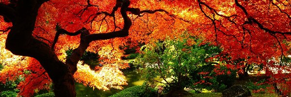 Kolorowe, Jesień, Liście, Drzewa