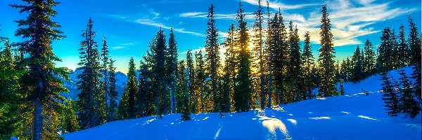 Zima, Zachód, Śnieg, Drzewa, Słońca