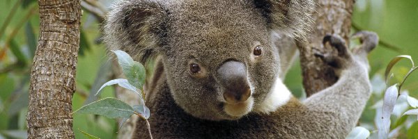 Australia, Koala, Miś