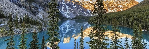 Drzewa, Park Narodowy Banff, Jezioro Moraine, Świerki, Prowincja Alberta, Kanada