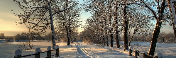 Śnieg, Zima, Drzewa, Droga