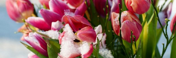 Listki, Śnieg, Tulipany