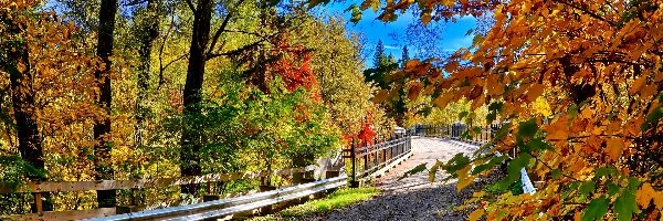 Droga, Drzewa, Most, Jesień