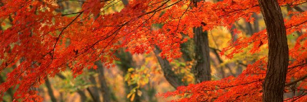 Las, Drzewa, Czerwone, Jesień