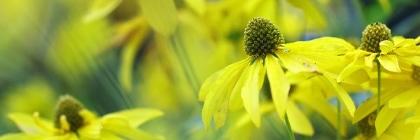 Kwiaty, Żółte, Rudbekia Naga