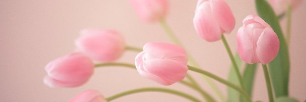 Kwiaty, Tulipany, Różowe