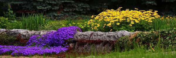 Ogród, Żółte, Kwiaty, Kamienie, Fioletowe