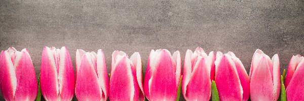 Tulipany, Tło, Szare, Biało-różowe