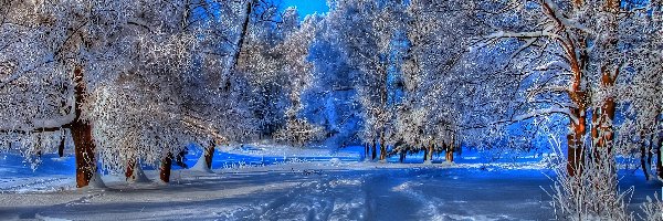 Zima, Drzewa, Niebo