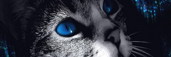 Oczy, Niebieskie, Kot