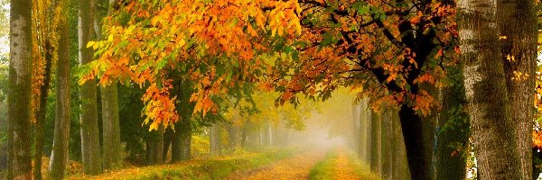 Las, Mgła, Droga, Jesień, Liście
